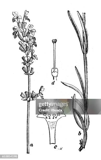 ilustraciones, imágenes clip art, dibujos animados e iconos de stock de botánica plantas antigua ilustración de grabado: lavandula angustifolia (lavanda) - lavanda