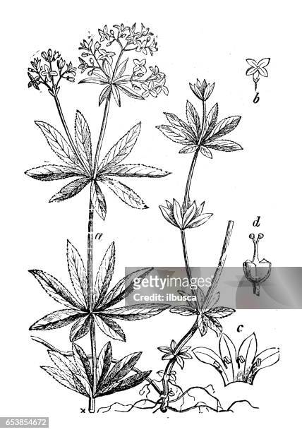 botany plants antique engraving illustration: galium odoratum (sweetscented bedstraw) - galium stock illustrations