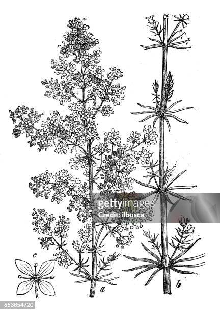 botany plants antique engraving illustration: galium verum (lady's bedstraw or yellow bedstraw) - galium stock illustrations