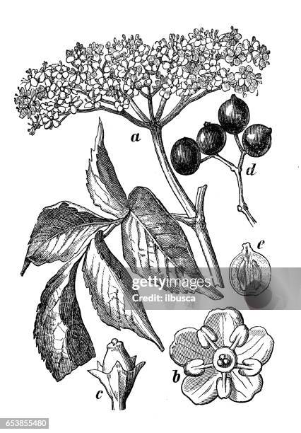 botanik pflanzen antike gravur illustration: sambucus nigra (ältere, holunder, schwarze holunder, europäische holunder, europäische holunder oder europäische schwarze holunder) - elderberry stock-grafiken, -clipart, -cartoons und -symbole