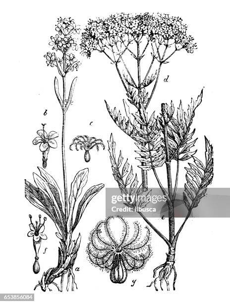 botany plants antique engraving illustration: valeriana officinalis (valerian) - valeriana officinalis stock illustrations