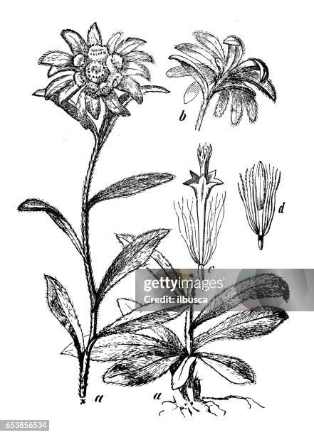 610点のアスターイラスト素材 Getty Images 610点のアスターイラスト素材 Getty Images
