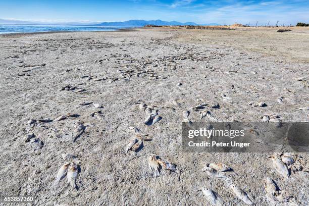 dead fish on beach,salton sea,california,usa - bare corpse stock pictures, royalty-free photos & images