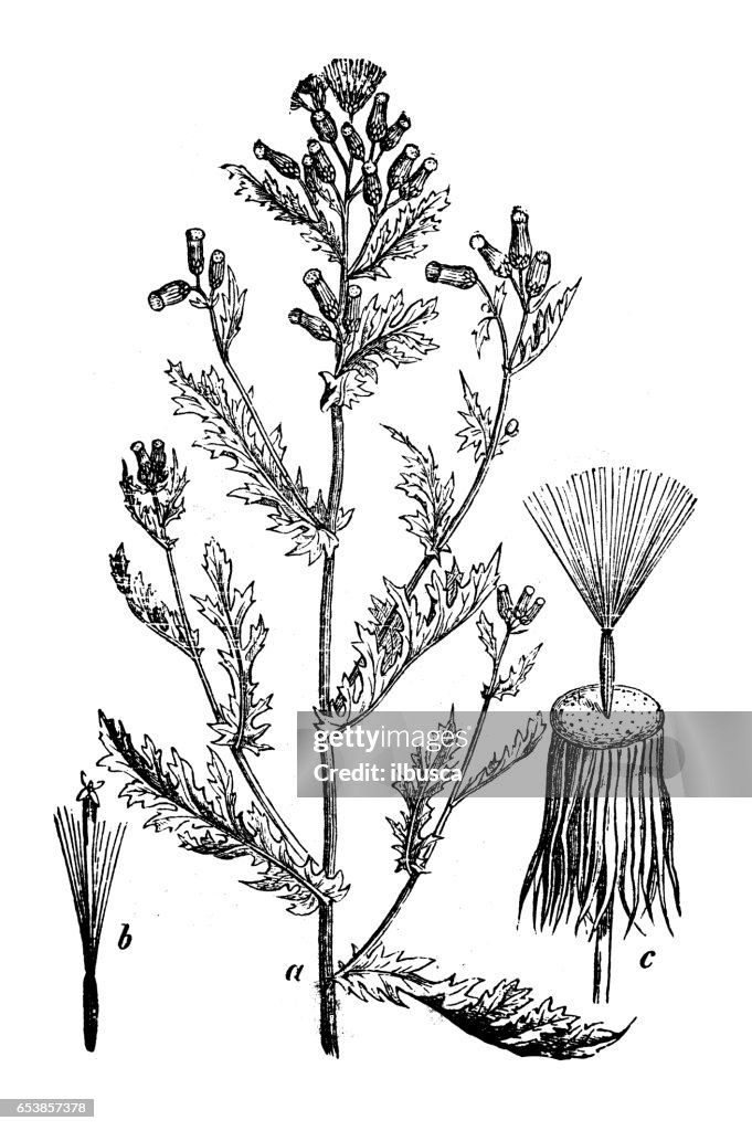 Botany plants antique engraving illustration: Senecio vulgaris (groundsel)