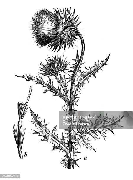 botany plants antique engraving illustration: carduus nutans (musk thistle, nodding thistle or nodding plumeless thistle) - thistle stock illustrations
