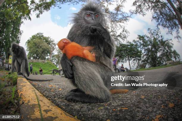 silver leaf monkey with infant at kuala selangor - silvered leaf monkey stock pictures, royalty-free photos & images