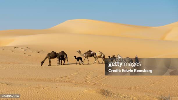 camels moving through the desert - dromedar stock-fotos und bilder