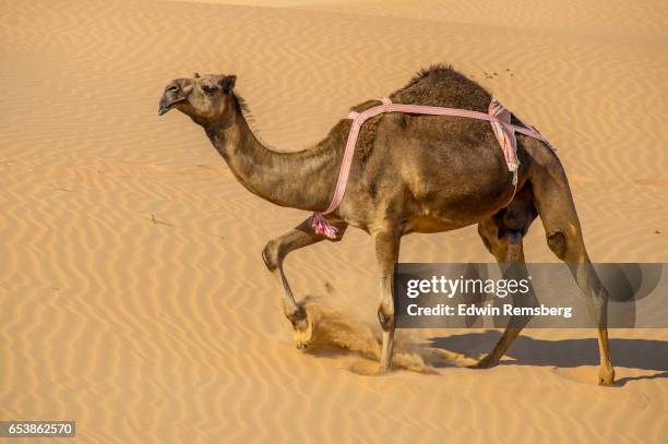 camel kicking up sand - dromedary camel stock pictures, royalty-free photos & images