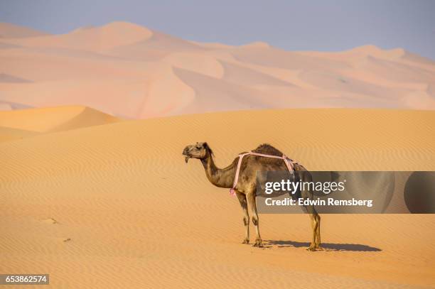 camel stands in liwa desert - kameelkleurig stockfoto's en -beelden