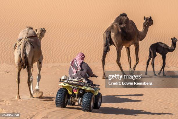 man on four wheeler - camel colored stock pictures, royalty-free photos & images