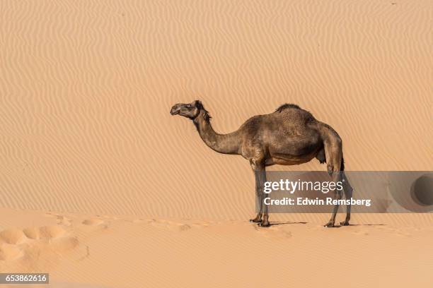 lone camel - camel colored stock-fotos und bilder