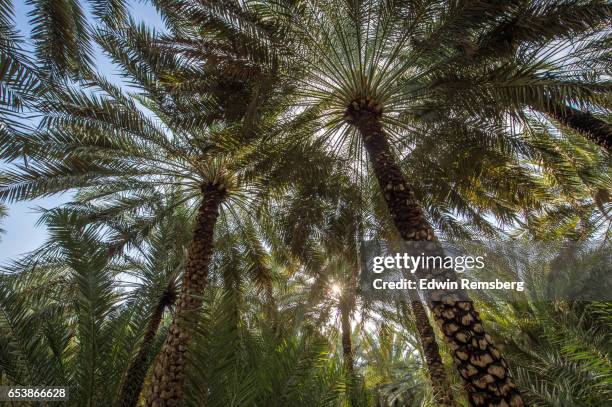 palm trees in the oasis - date palm tree stock pictures, royalty-free photos & images