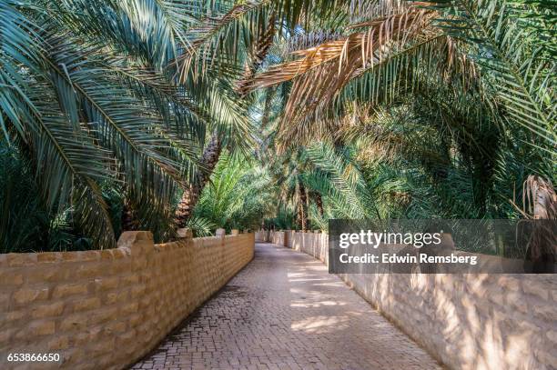 oasis bridge - abu dhabi bridge stock pictures, royalty-free photos & images