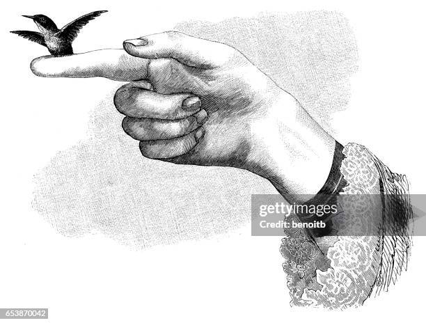 hummingbird perched on finger - victorian woman stock illustrations
