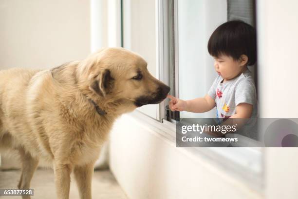 asian toddler boy reaching out to a dog. - the big friendly giant film 2016 stock-fotos und bilder