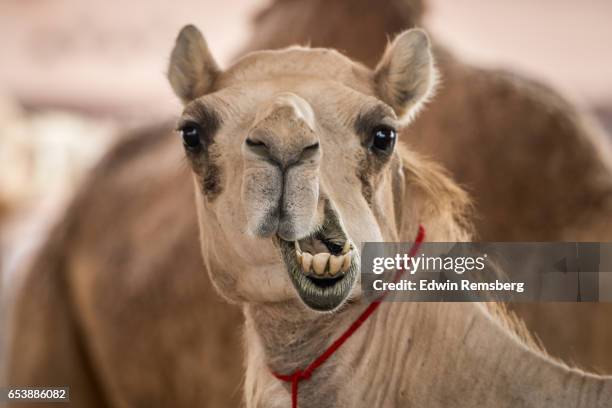 silly camel face - camels stockfoto's en -beelden