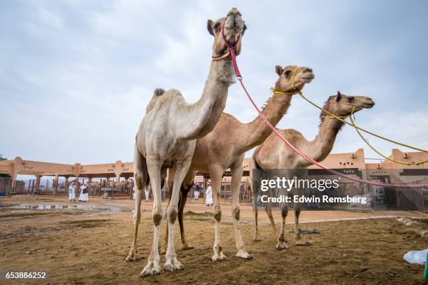 camels on leashes - camel colored photos et images de collection