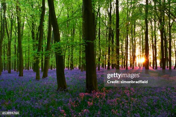 bluebells の夕暮れ - チルターンヒルズ ストックフォトと画像