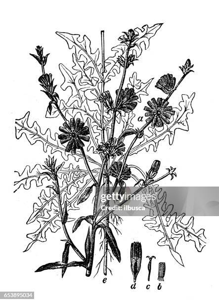 botany plants antique engraving illustration: cichorium intybus (chicory) - curly endive stock illustrations