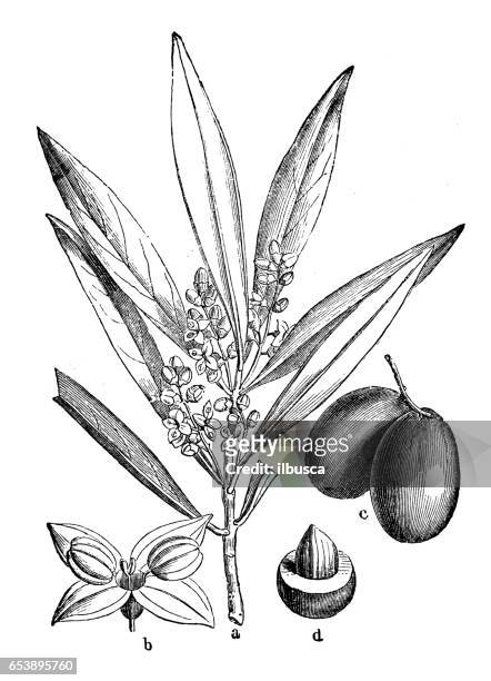 botanik pflanzen antike gravur illustration: olea europaea (olivenbaum) - olive stock-grafiken, -clipart, -cartoons und -symbole
