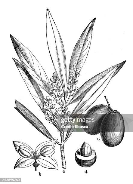 stockillustraties, clipart, cartoons en iconen met plantkunde planten antieke gravure illustratie: olea europaea (olijfbomen) - olijf