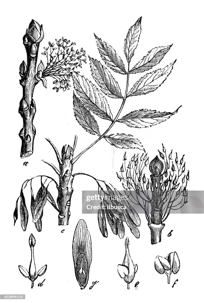 Botany plants antique engraving illustration: Fraxinus excelsior (ash)