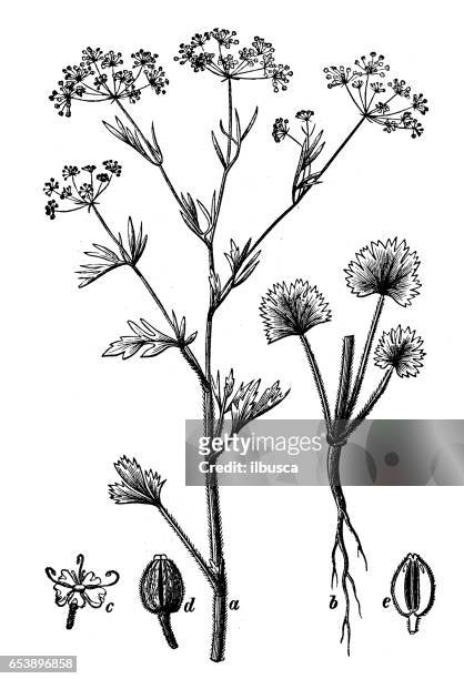 植物植物アンティーク彫刻イラスト: アニス anisum (アニス) - seed点のイラスト素材／クリップアート素材／マンガ素材／アイコン素材