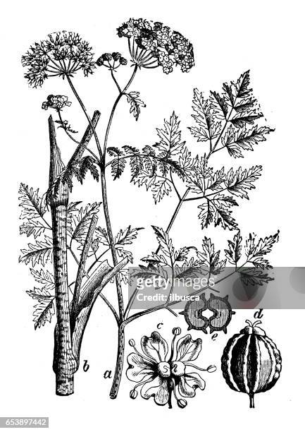 botany plants antique engraving illustration: conium maculatum (hemlock, poison hemlock) - poison hemlock stock illustrations