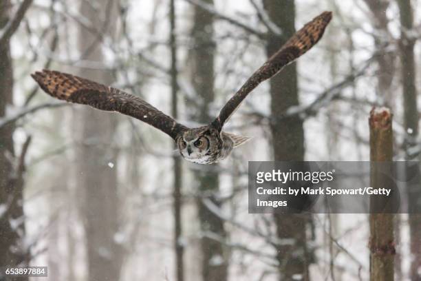 great horned owl (bubo virginianus) - horned owl stock pictures, royalty-free photos & images