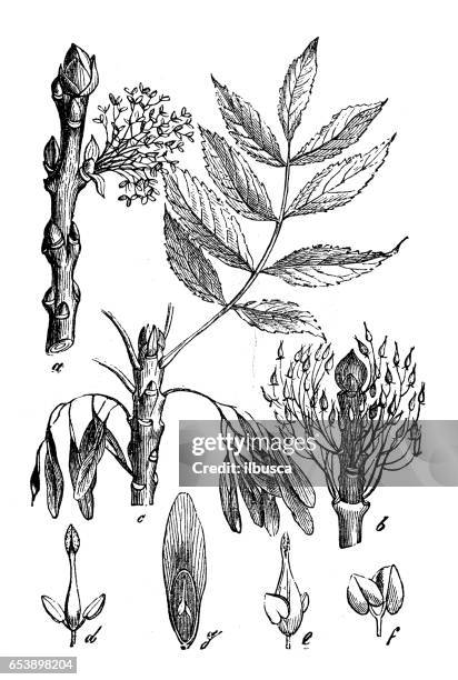 bildbanksillustrationer, clip art samt tecknat material och ikoner med botanik växter antik gravyr illustration: fraxinus excelsior (ash) - ash