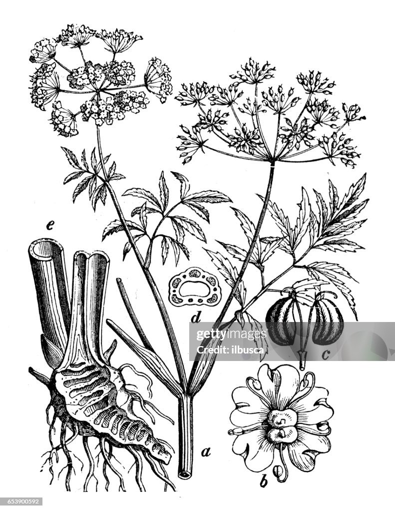 Botany plants antique engraving illustration: Cicuta (water hemlock)
