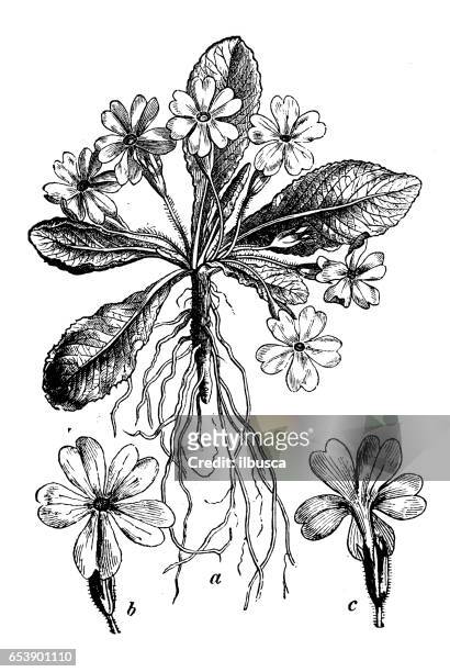 botany plants antique engraving illustration: primula vulgaris (primrose) - primrose stock illustrations