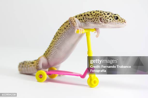 lizard on a push scooter circling the street - skateboard shop stock pictures, royalty-free photos & images