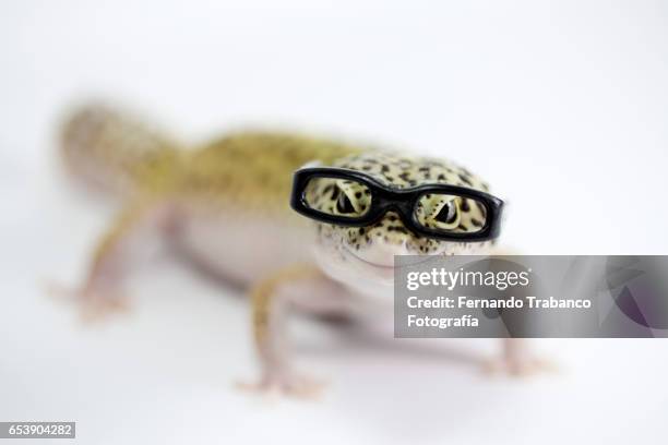 myopic animal with glasses because he sees wrong - sauria stock pictures, royalty-free photos & images