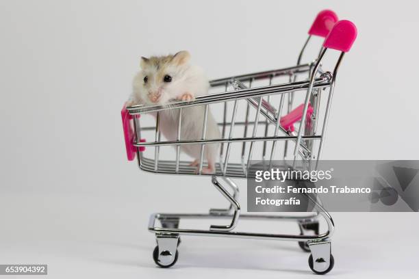 shopping cart with a small mouse (hamster) - rat escaping stock pictures, royalty-free photos & images