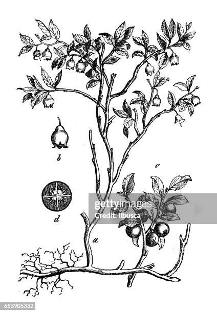 botany plants antique engraving illustration: vaccinium myrtillus (european blueberry) - blueberry stock illustrations