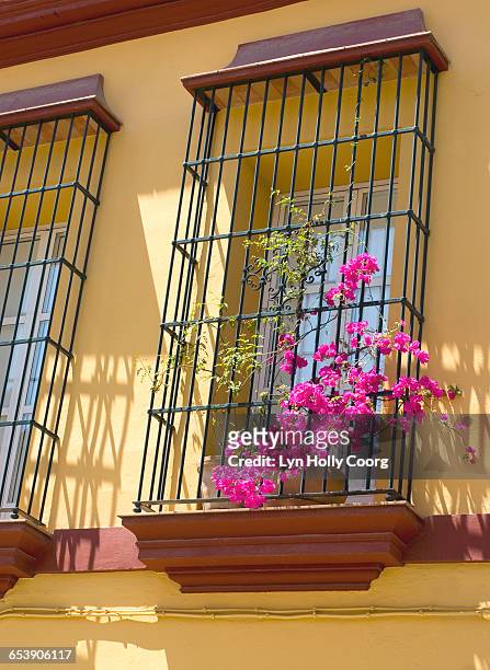 bougainvillea on colourful terrace - lyn holly coorg stockfoto's en -beelden