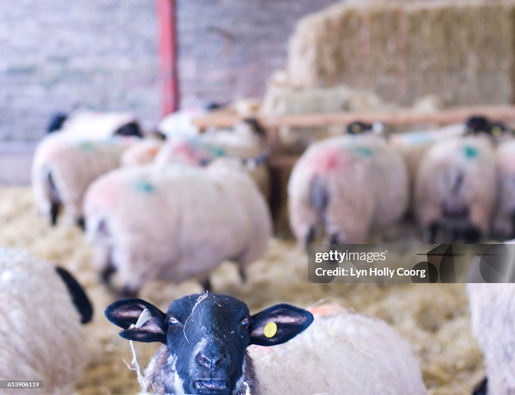 Close up of Sheeps face in barn