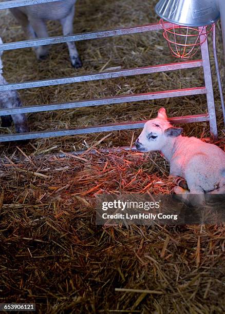 new born lamb on straw with infra red lamp - infrared lamp stockfoto's en -beelden