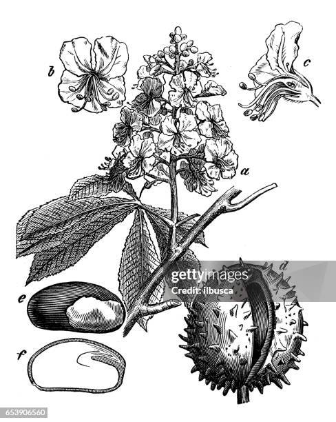 botany plants antique engraving illustration: aesculus hippocastanum (horse-chestnut, conker tree) - chestnut tree stock illustrations