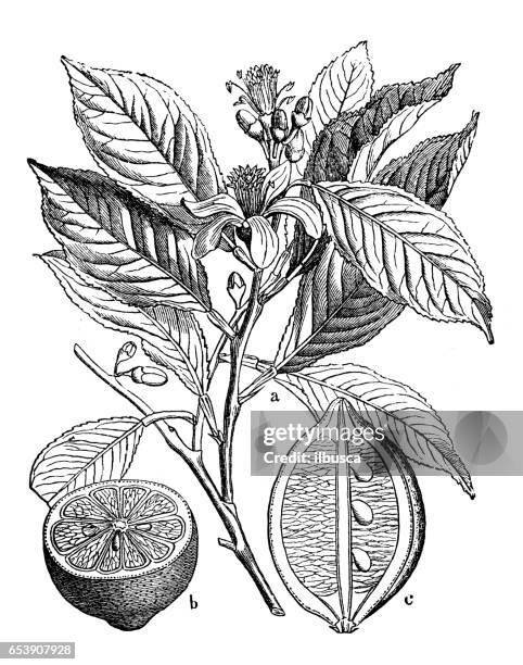 stockillustraties, clipart, cartoons en iconen met plantkunde planten antieke gravure illustratie: citrus limon (citroen) - citrusvrucht