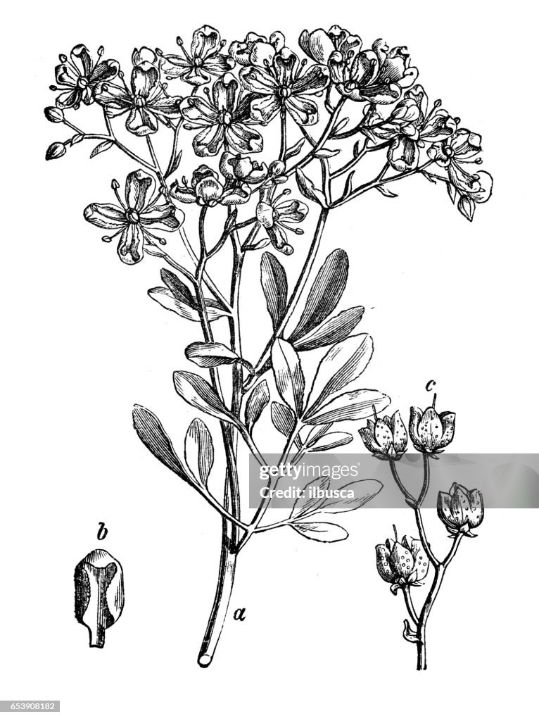 Botany plants antique engraving illustration: Ruta graveolens (rue)