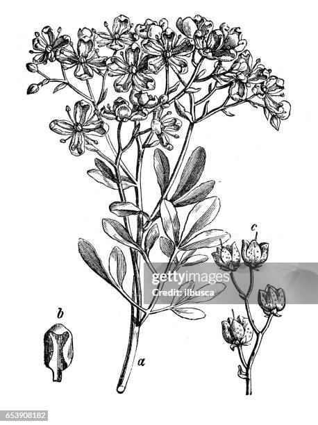 botany plants antique engraving illustration: ruta graveolens (rue) - ruta graveolens stock illustrations