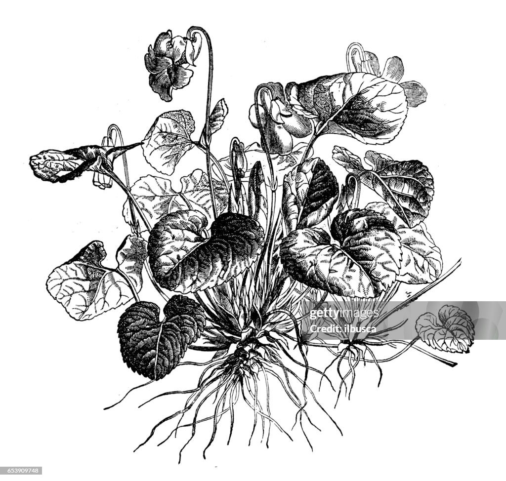 Botany plants antique engraving illustration: Viola odorata (wood violet, sweet violet, English violet, common violet, florist's violet, garden violet)