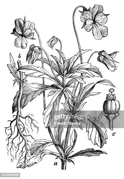 215点のpansyイラスト素材 Getty Images 215点のpansyイラスト素材 Getty Images