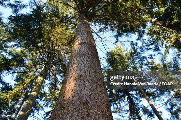 low angle view of tree trunk - hannie van baarle stock pictures, royalty-free photos & images