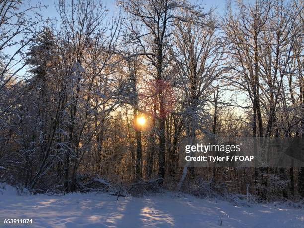 sunlight in the bare trees - tyler frost stockfoto's en -beelden