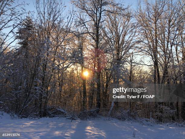 sunlight in the bare trees - tyler frost stock pictures, royalty-free photos & images