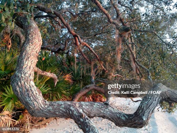 view of forest in winter - kelli campbell stockfoto's en -beelden