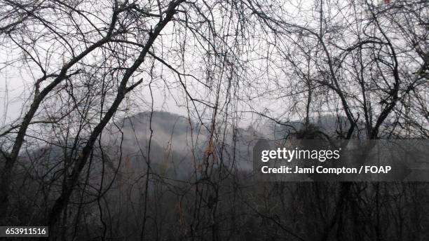 view of bare tree and mountain in foggy weather - forrest compton fotografías e imágenes de stock